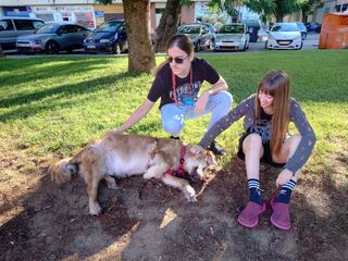 Cuidadora de perros y otros animales