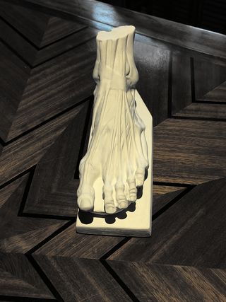 Pie anatómico ecorché