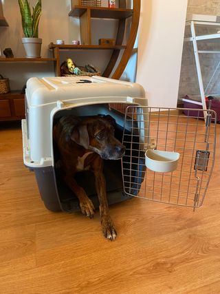Transportin perro