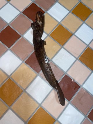 Palanca freno trasero derbi