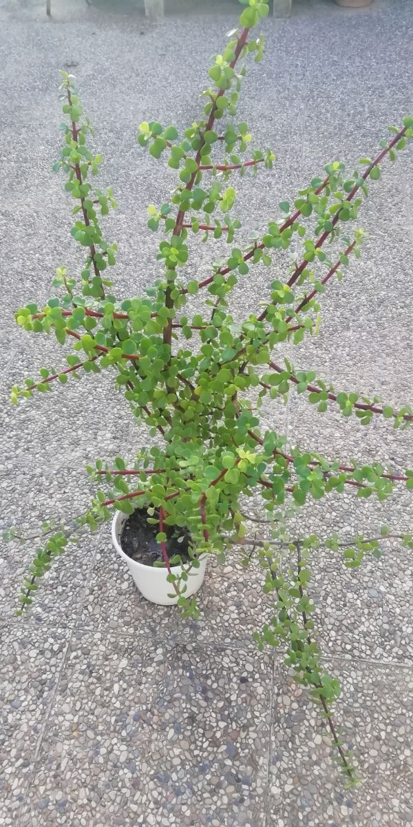 Planta de la abundancia