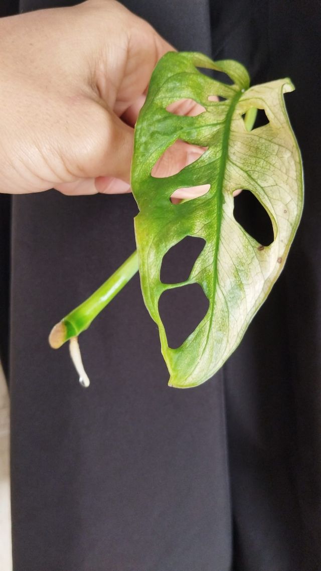 Esqueje Monstera Adamsonii Variegada