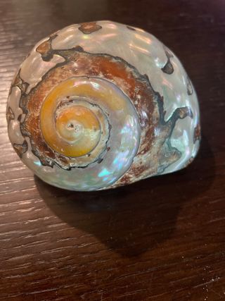 conchiglia naturale