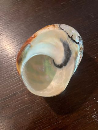 conchiglia naturale