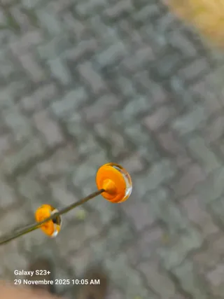 Occhi finti per imbalsamatori.