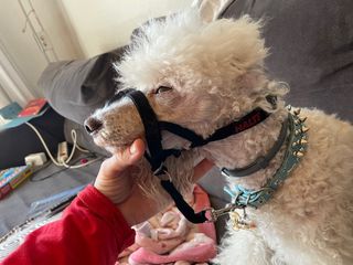 Arnés de hocico antitirones halti