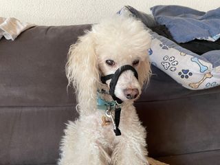 Arnés de hocico antitirones halti