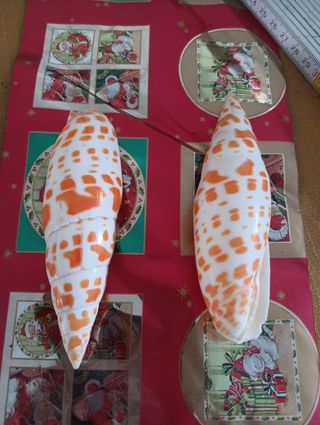 Conchiglie piccole naturali nr 2 pezzi