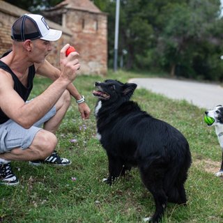 Educación canina