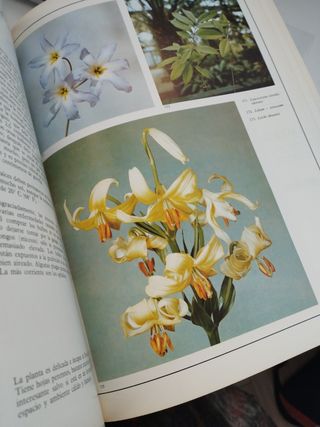 Plantas de interior LIBRO