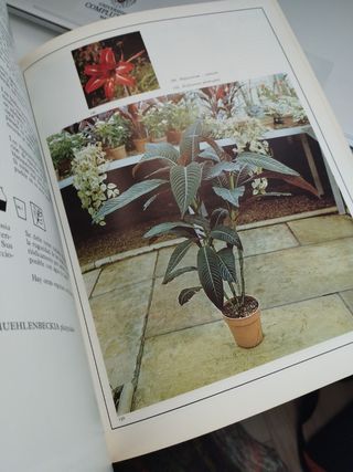 Plantas de interior LIBRO