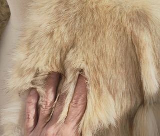 Abrigo de lomos de Zorro increíble M