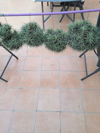 Tillandsia o clavel del aire