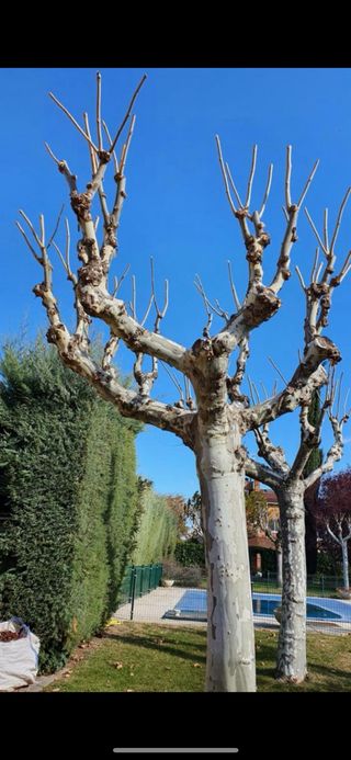 Jardinero