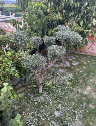 Jardinero
