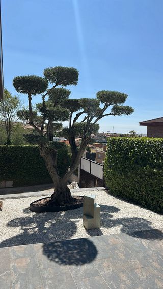 Jardinero