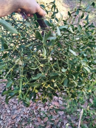 Vischio per addobbi natalizi