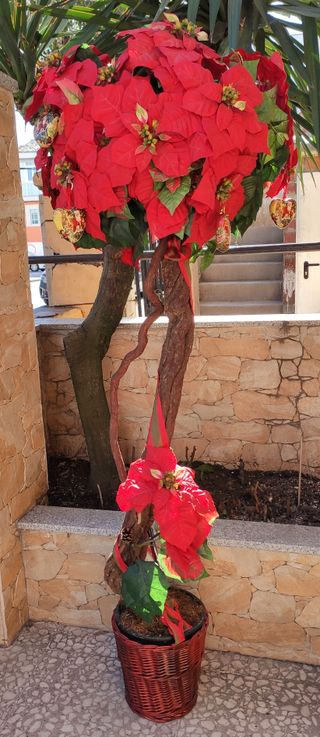 Arbol de Flor de Pascua