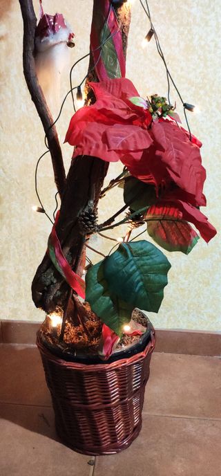 Arbol de Flor de Pascua