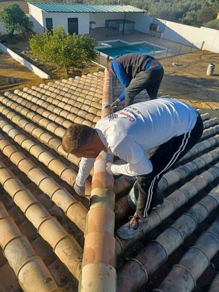 Cubiertas y tejas TLF.651429938