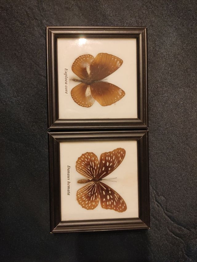 Mariposas enmarcadas