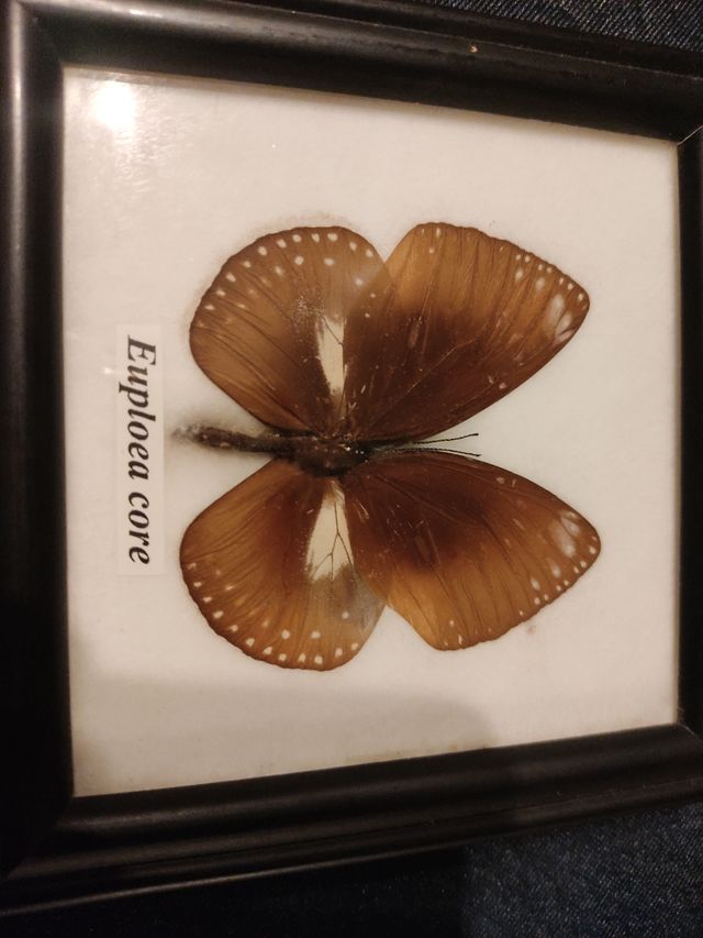 Mariposas enmarcadas