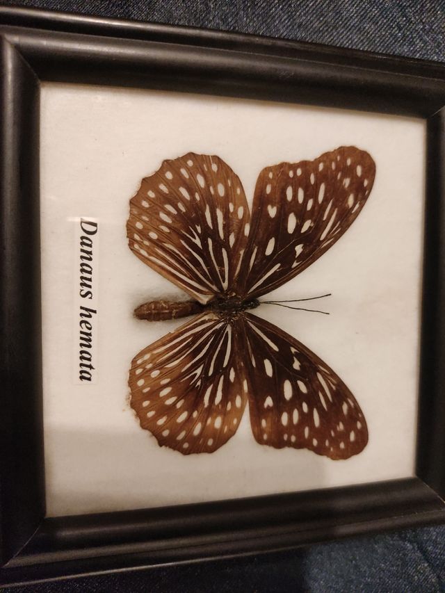 Mariposas enmarcadas