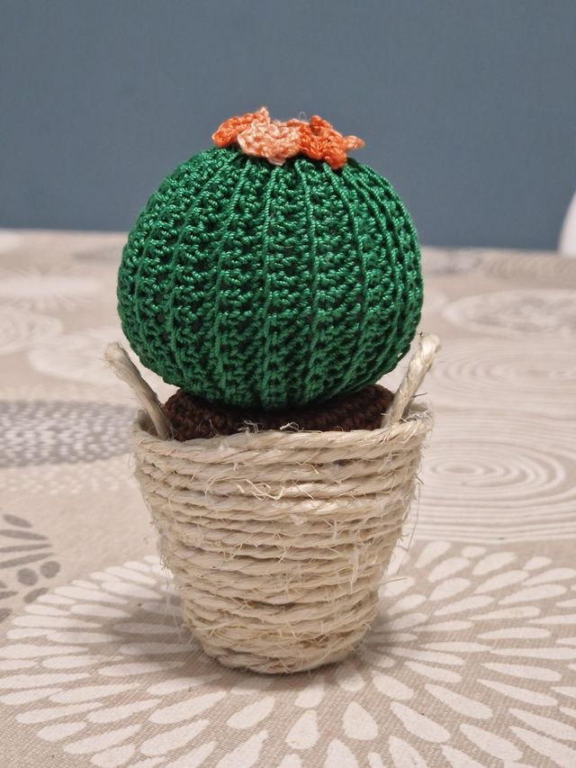 Piantina grassa in vasetto