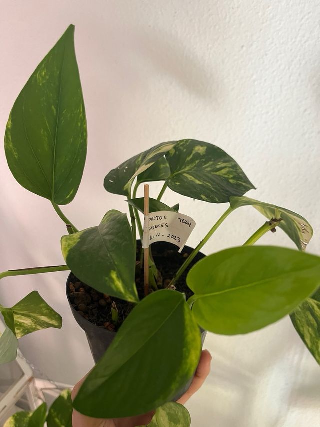 Planta Pothos