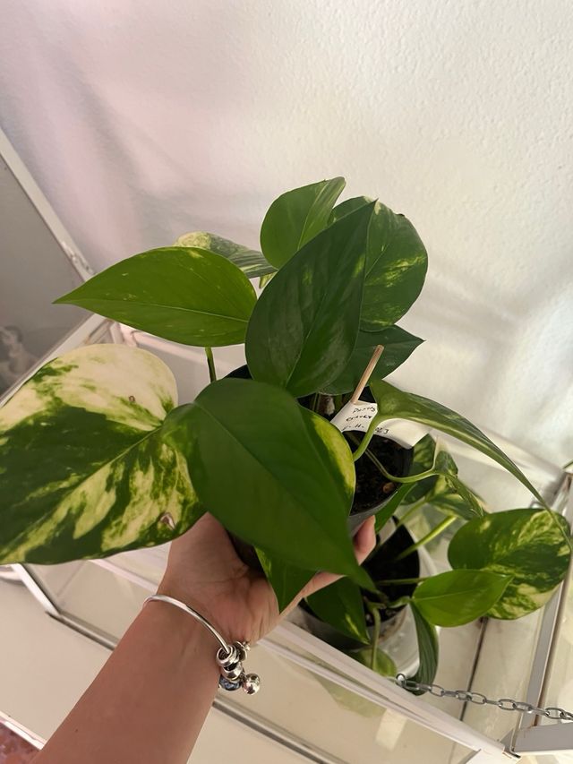 Planta Pothos