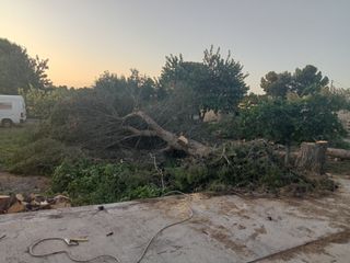 Jardinero profesional y económico