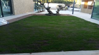 Jardinero profesional y económico