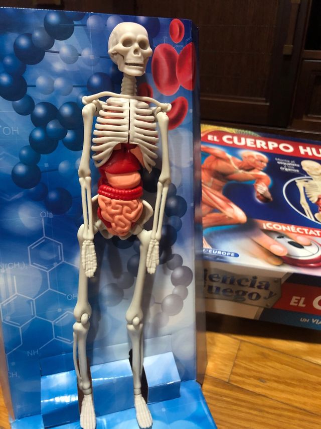 JUEGO EDUCATIVO EL CUERPO HUMANO