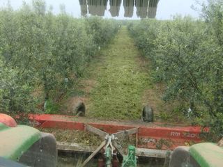 Busco trabajo de TRACTORISTA