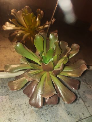 Familia: Crassulaceae