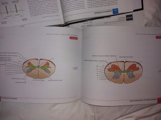 fundamentos de la Psicobiología. UNED 