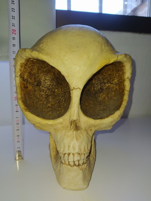 Calavera tamaño real craneo