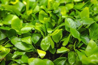 ANUBIA NANA GOLDEN PLANTA ACUARIO