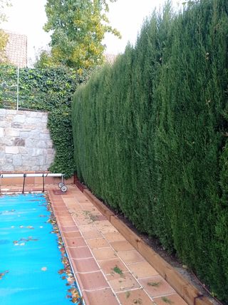 jardinero profesional 🌲628699264🌿