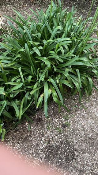 jardinero profesional 🌲628699264🌿