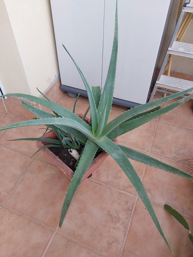 Aloe Vera