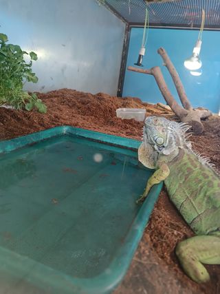 Terrario