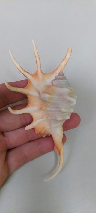 Caracola o concha de mar 🐚 