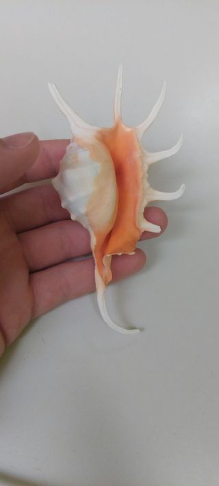 Caracola o concha de mar 🐚 