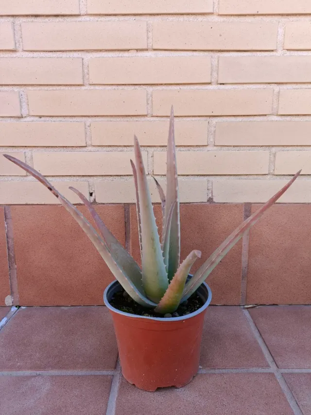 Aloe Vera