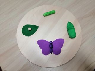 Ciclo vida mariposa madera y fieltro. Montessori