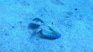 Inmersiones guiadas/bautizo con o sin torpedorpedo