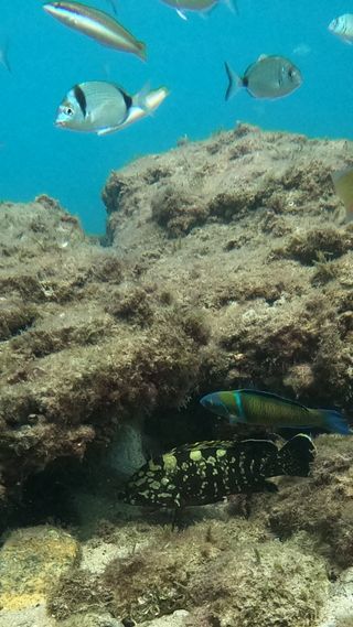 Inmersiones guiadas/bautizo con o sin torpedorpedo