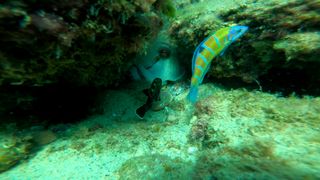 Inmersiones guiadas/bautizo con o sin torpedorpedo