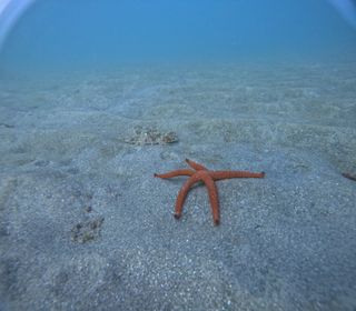Inmersiones guiadas/bautizo con o sin torpedorpedo
